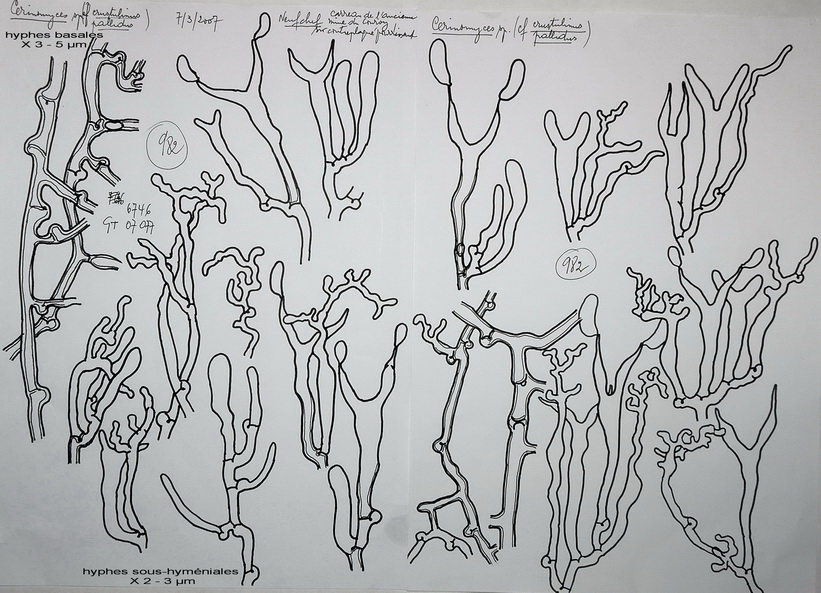 Cerinomyces sp.